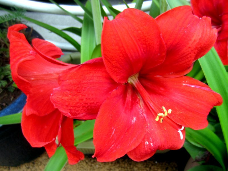 アマリリス Hippeastrum Hybridum かぎけん花図鑑