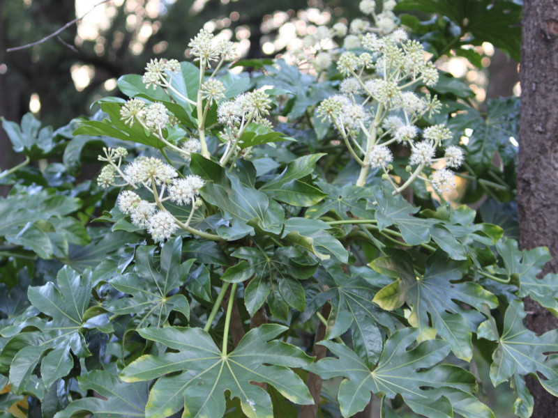 ヤツデ Fatsia Japonica かぎけん花図鑑