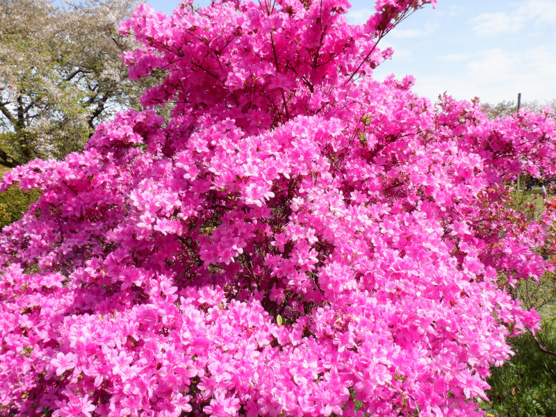 Rhododendron mikawanum