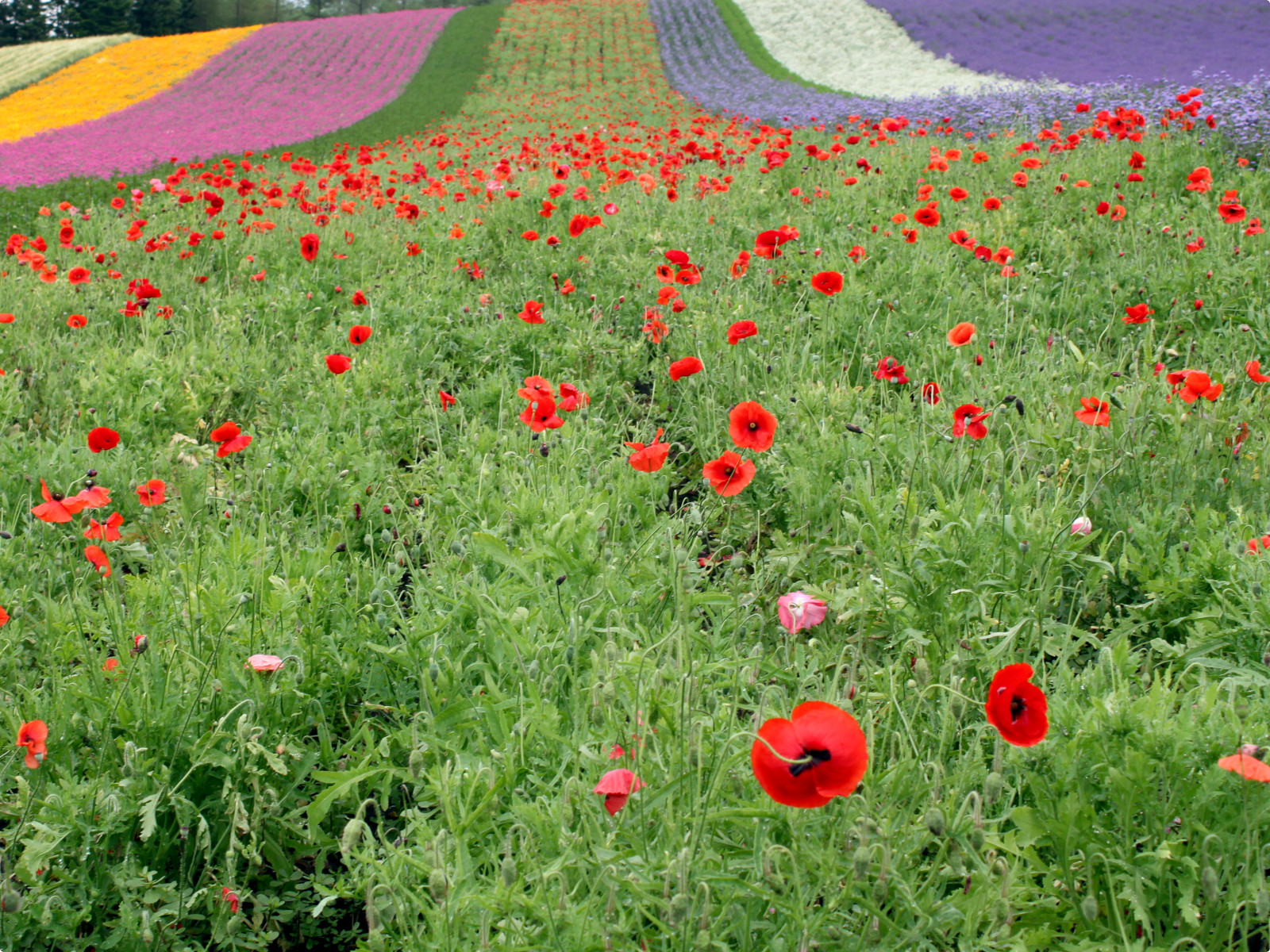 ヒナゲシ Papaver Rhoeas かぎけん花図鑑