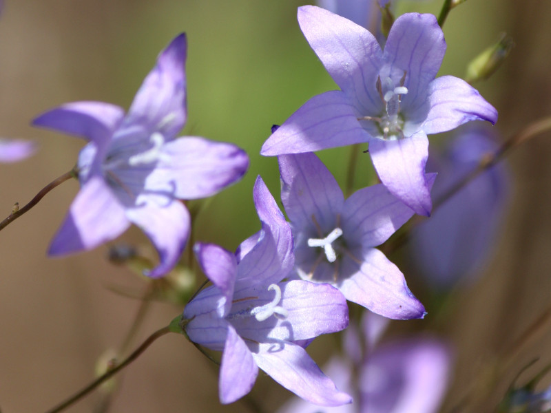 誕生花　5月15日