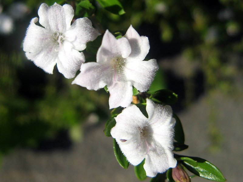 ハクチョウゲ Serissa Japonica かぎけん花図鑑