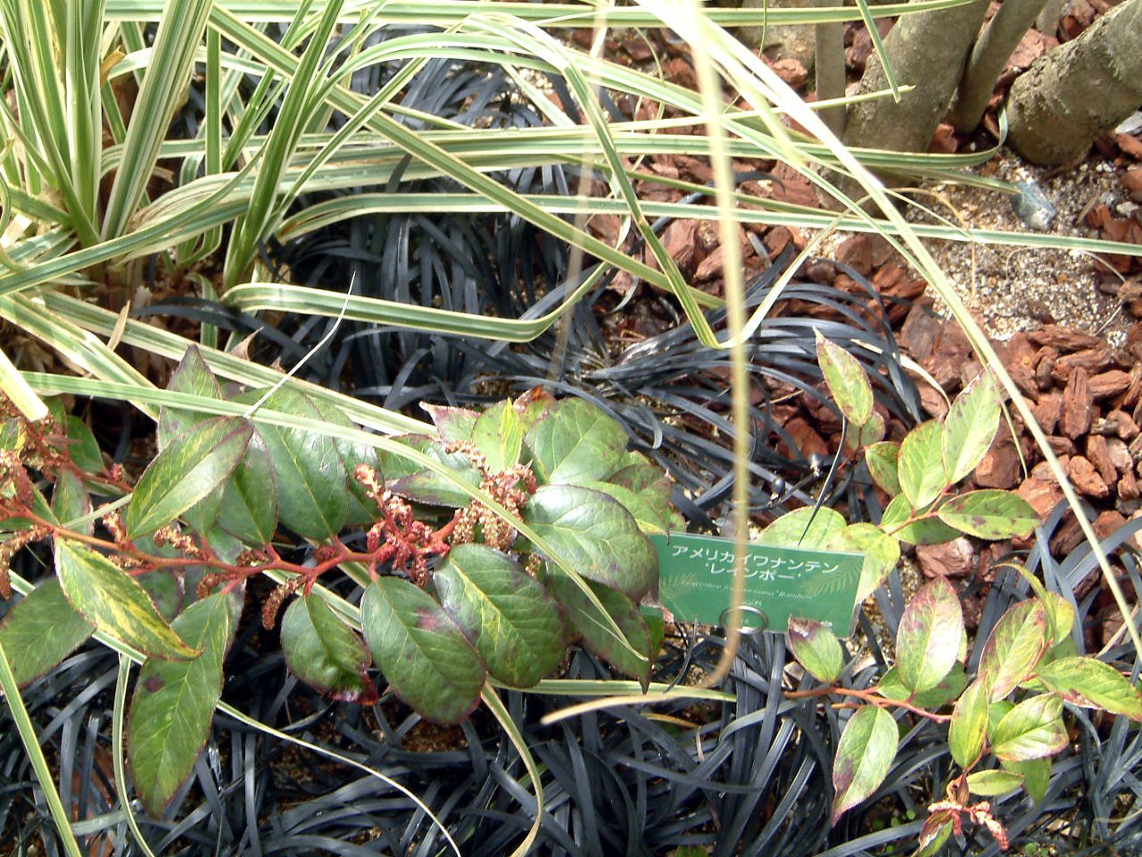 アメリカイワナンテン Leucothoe Catesbaei かぎけん花図鑑