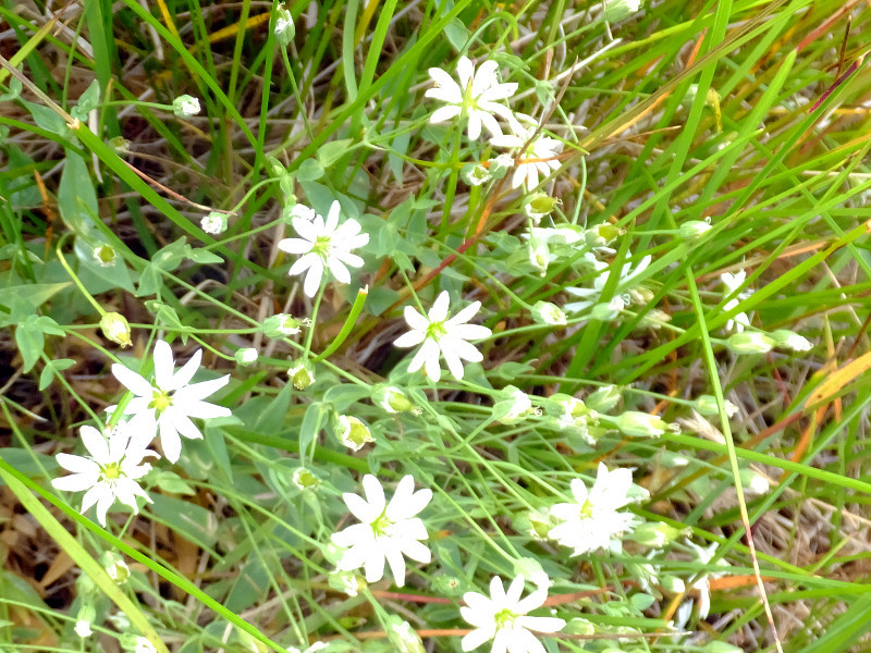 Stellaria nipponica