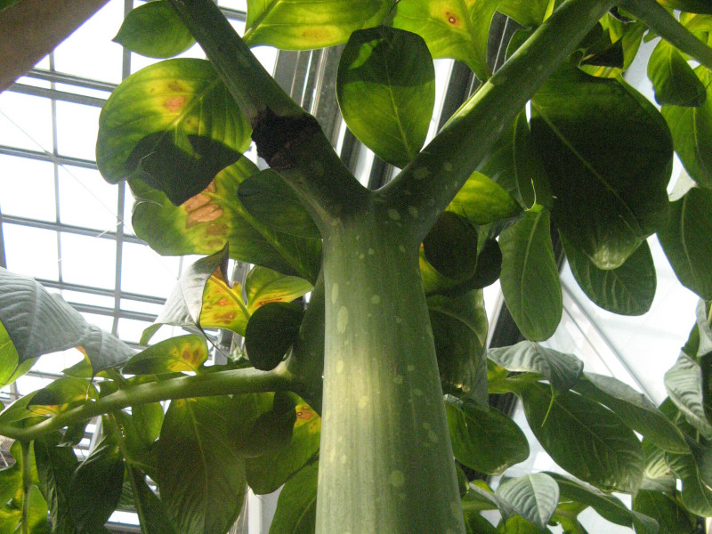 ショクダイオオコンニャク Amorphophallus Titanum かぎけん花図鑑