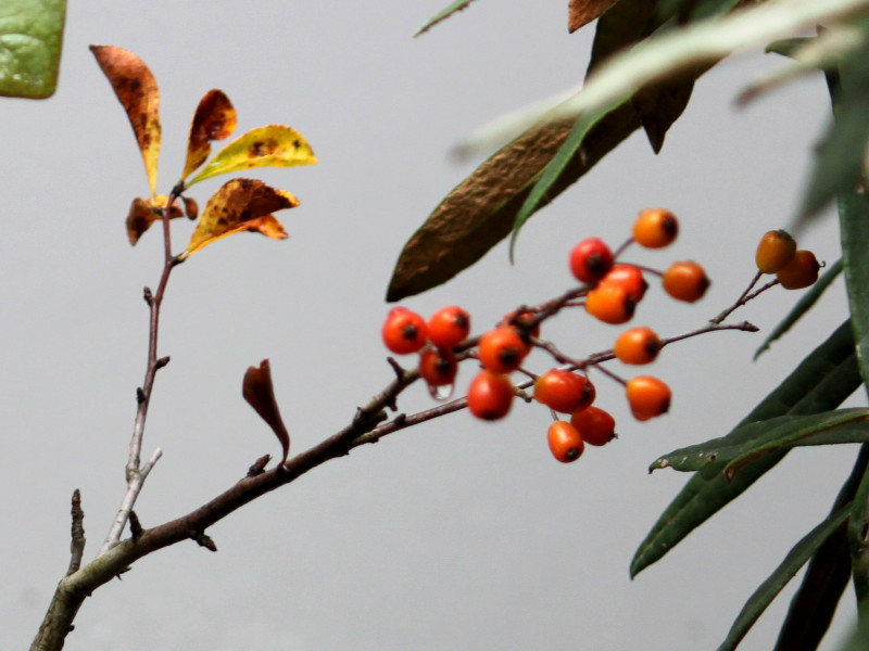 Pourthiaea villosa