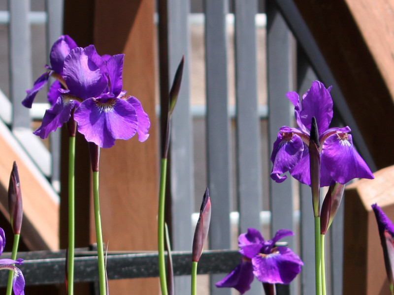 Iris unguicularis