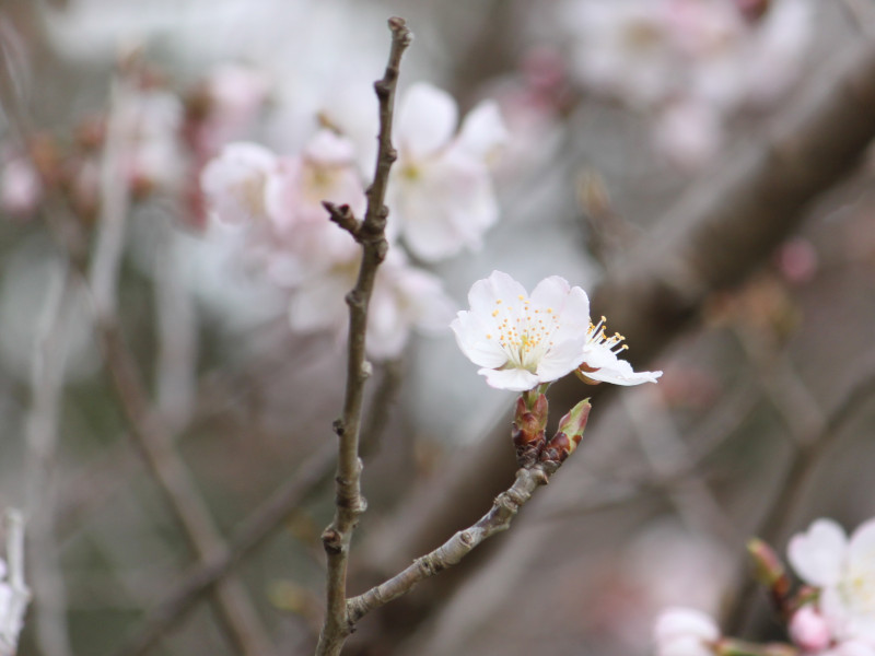 Izayoi zakura