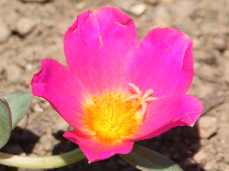 Portulaca grandiflora