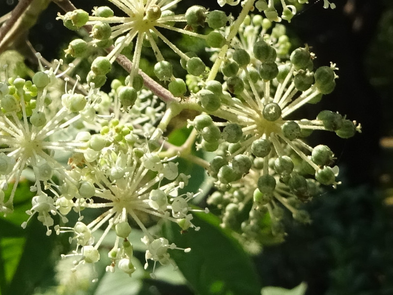 ウド Aralia Cordata かぎけん花図鑑