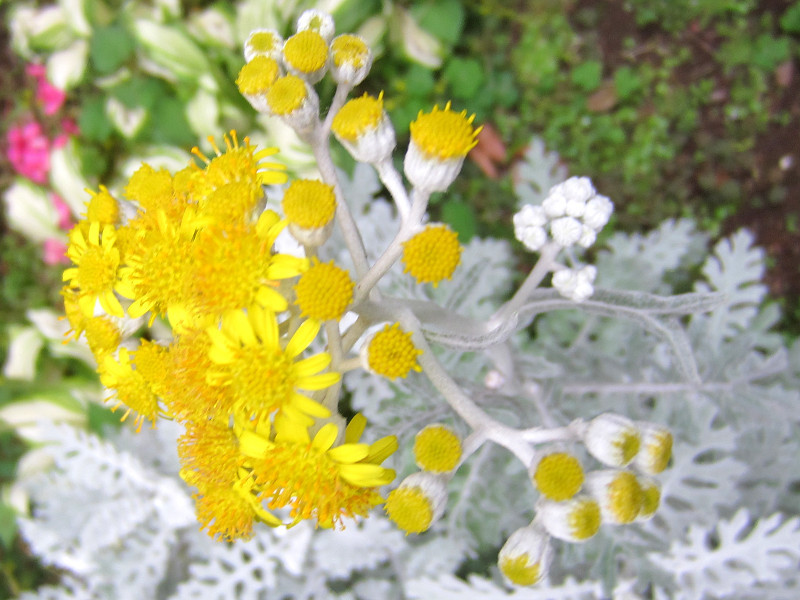 シロタエギク Senecio Cineraria かぎけん花図鑑