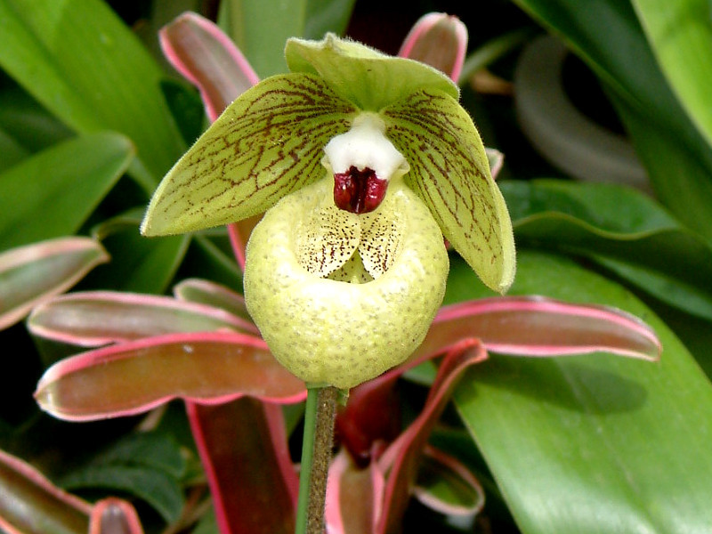 Paphiopedilum maripoense