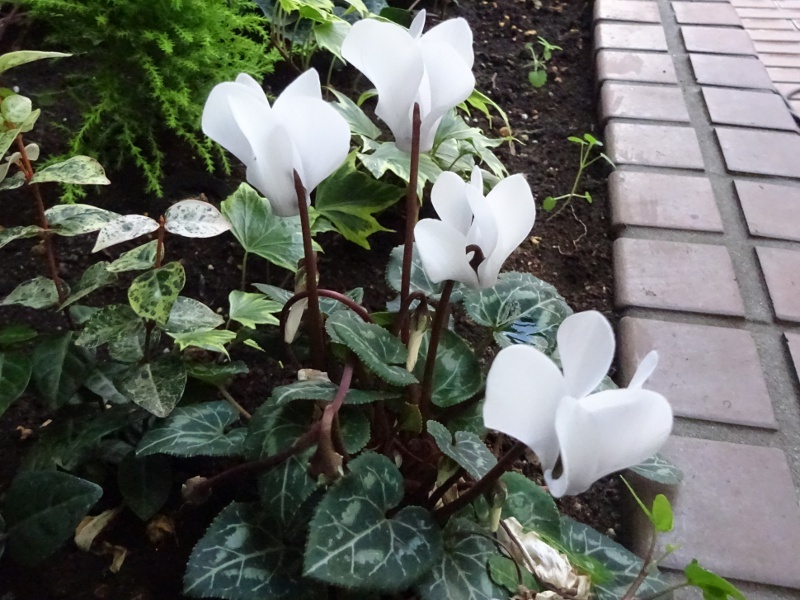 Cyclamen