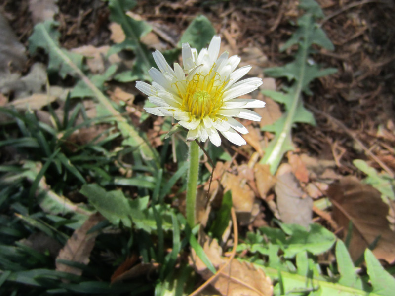 白花蒲公英 Taraxacum Albidum 科技研花图画书