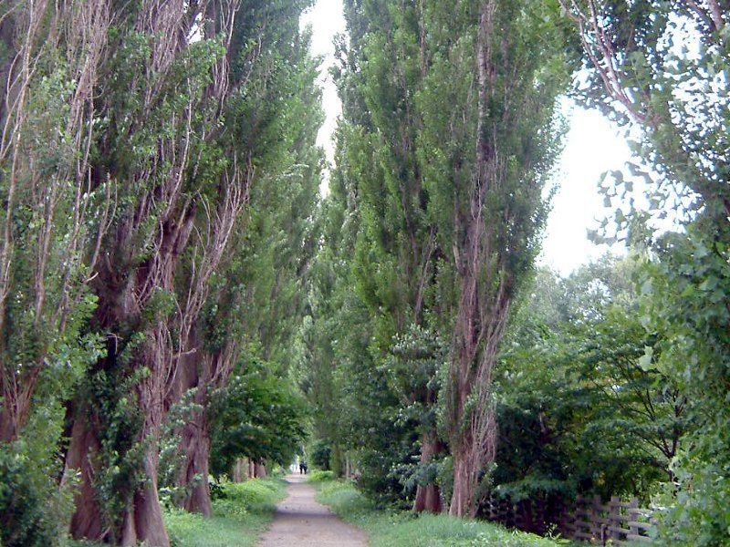 ポプラ Populus X Canadensis かぎけん花図鑑