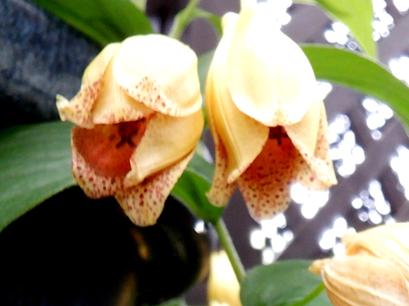 Tricyrtis macrantha