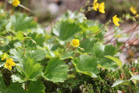 Geum nipponicum