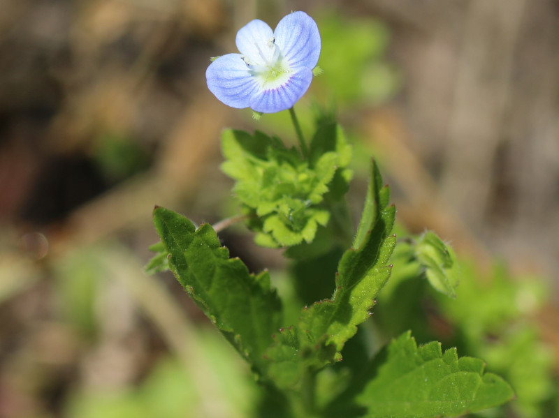 Veronica persica