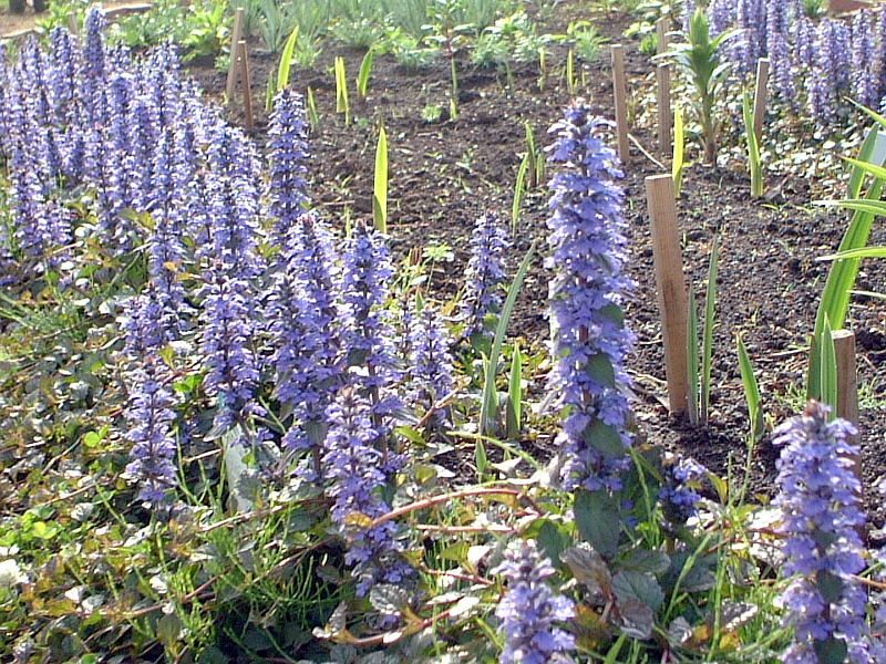 アジュガ Ajuga Reptans かぎけん花図鑑