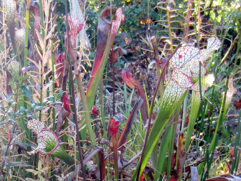 Sarracenia leucophylla