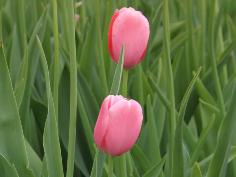 Tulip Menton