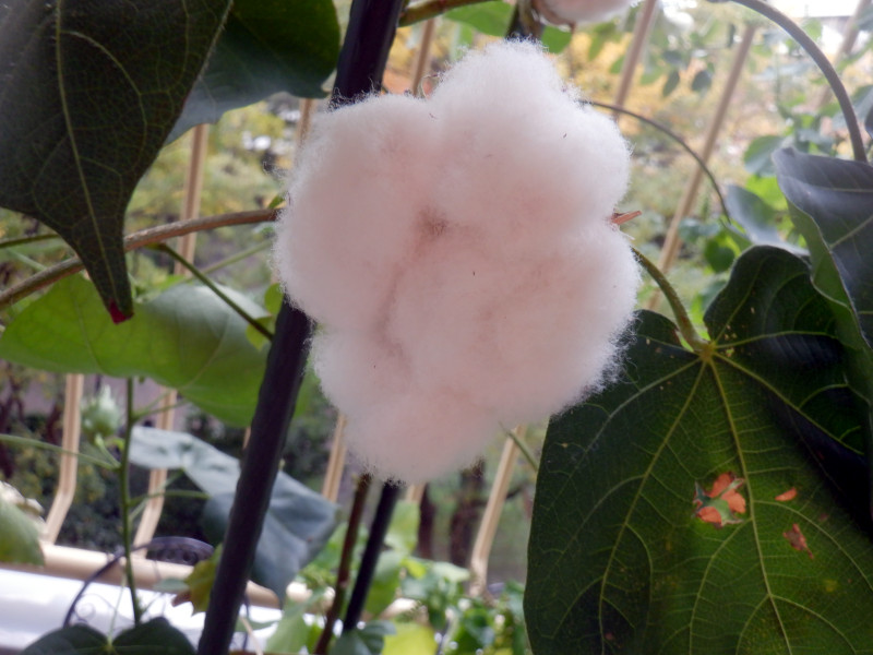 Cotton