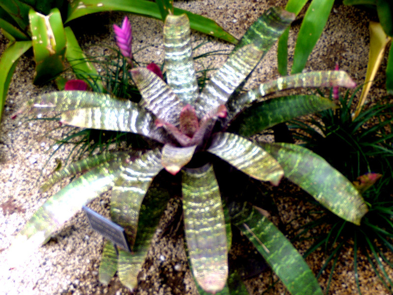 Vriesea hieroglyphica