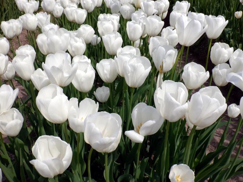 Tulip 'catherina' 