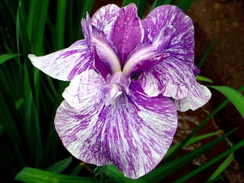 花菖蒲  ’雨後の空’