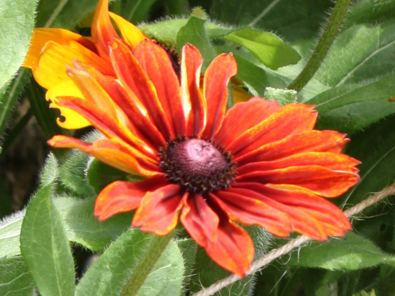 ルドベキア Rudbeckia かぎけん花図鑑