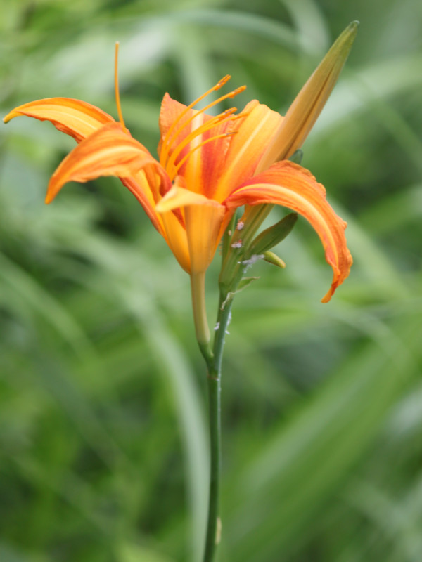 Hemerocallis fulva