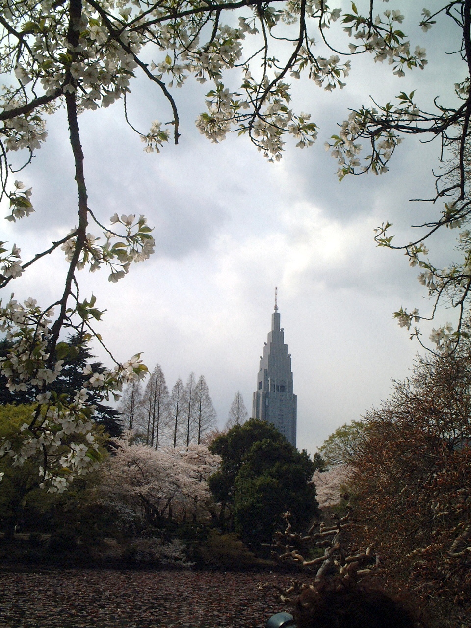 Oshima-zakura