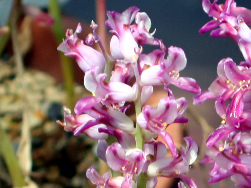 Lachenalia namaquensis