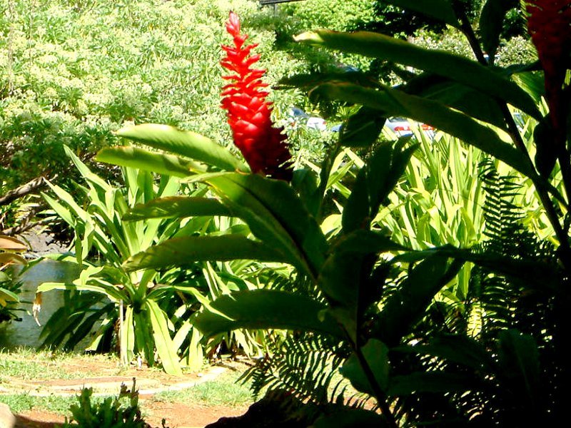 Alpinia Purpurata Alpinia Purpurata Flower Database