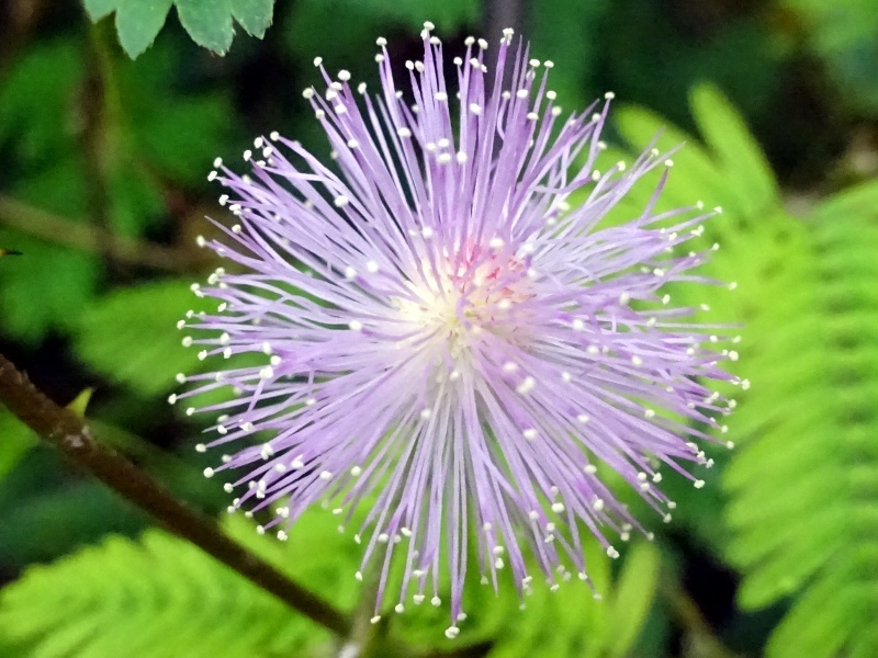 オジギソウ Mimosa Pudica L かぎけん花図鑑