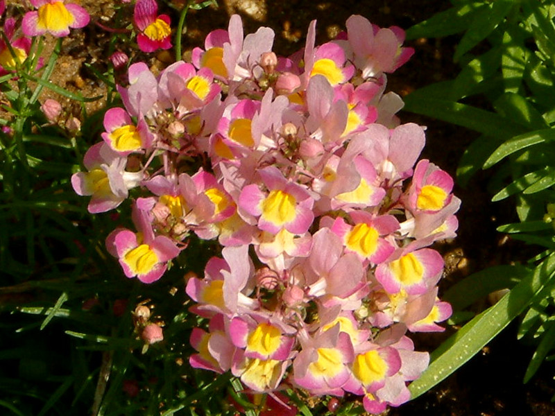 clovenlip toadflax