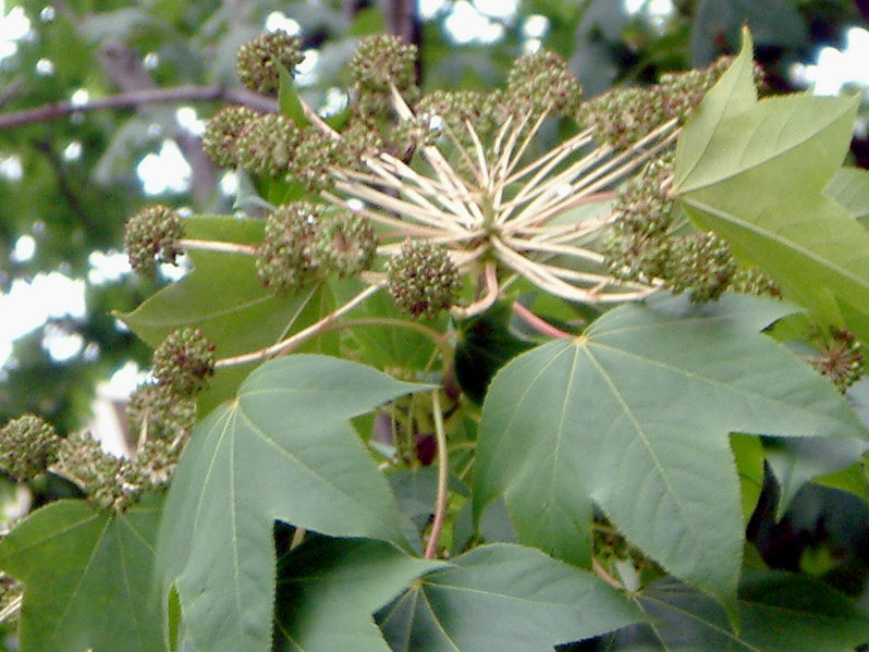 ハリギリ Kalopanax Septemlobus かぎけん花図鑑