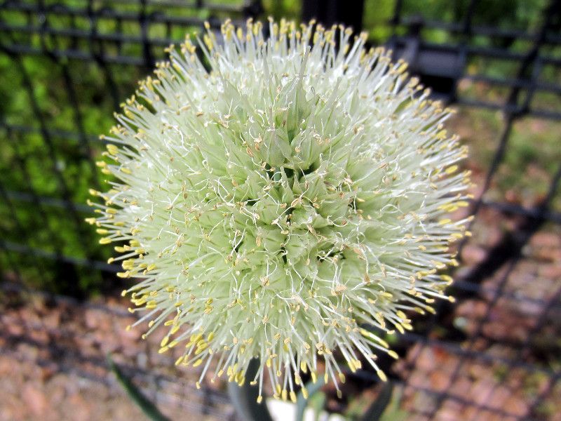 ネギ Allium Fistulosum L かぎけん花図鑑