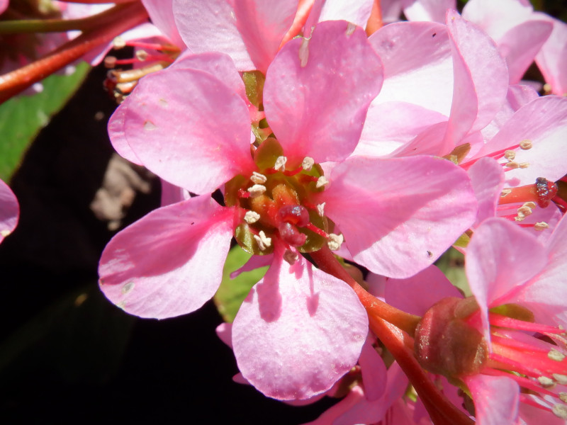 Bergenia