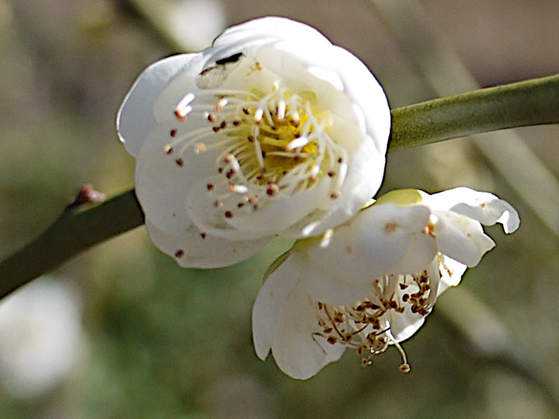 Prunus mume 'Syou-Ryokugaku'