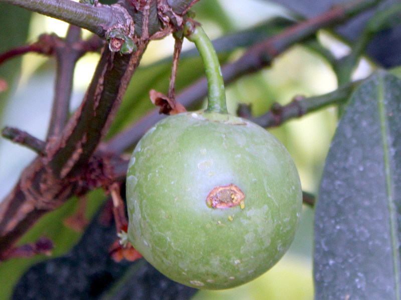 Garcinia xanthochymus