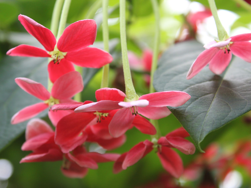 Combretum indicum | Combretum indicum | Flower Database