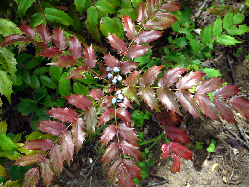 Berberis japonica