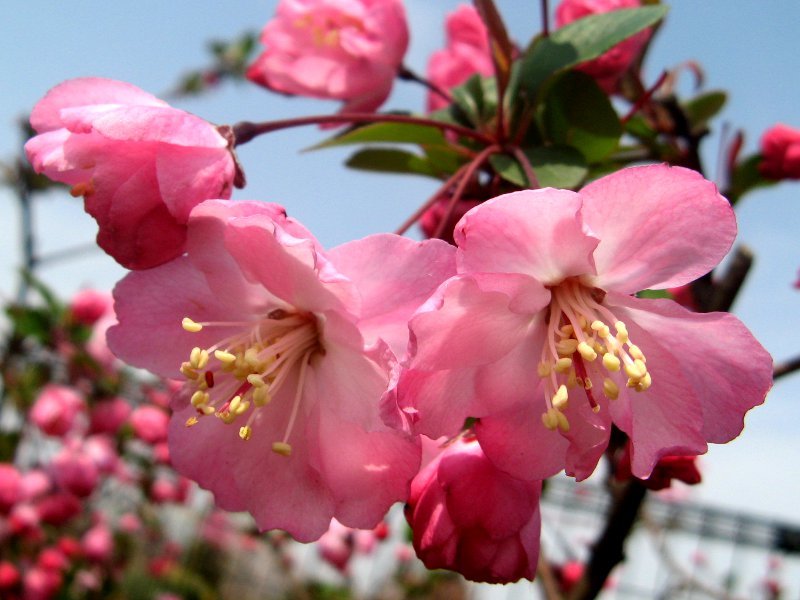 四月の桃色の花2 ハナカイドウ（花海棠）