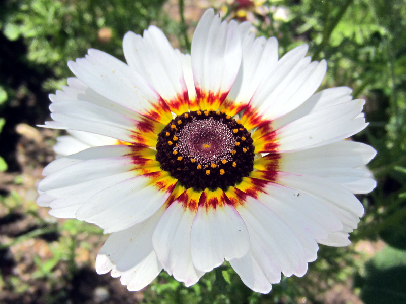 花輪菊のブログ