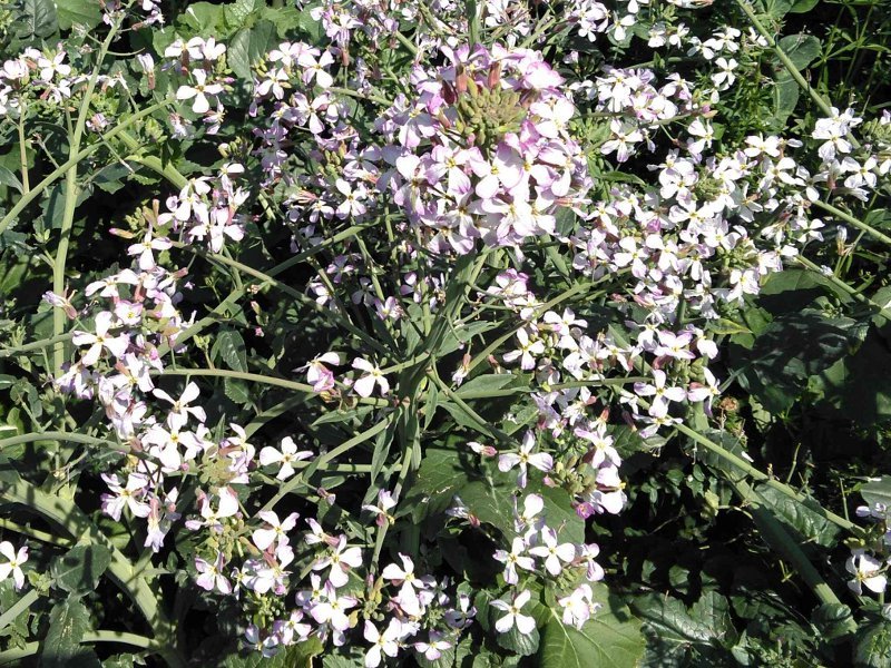 Japanese radish