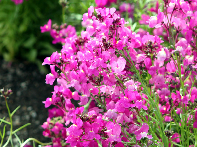 リナリア Linaria Bipartita かぎけん花図鑑