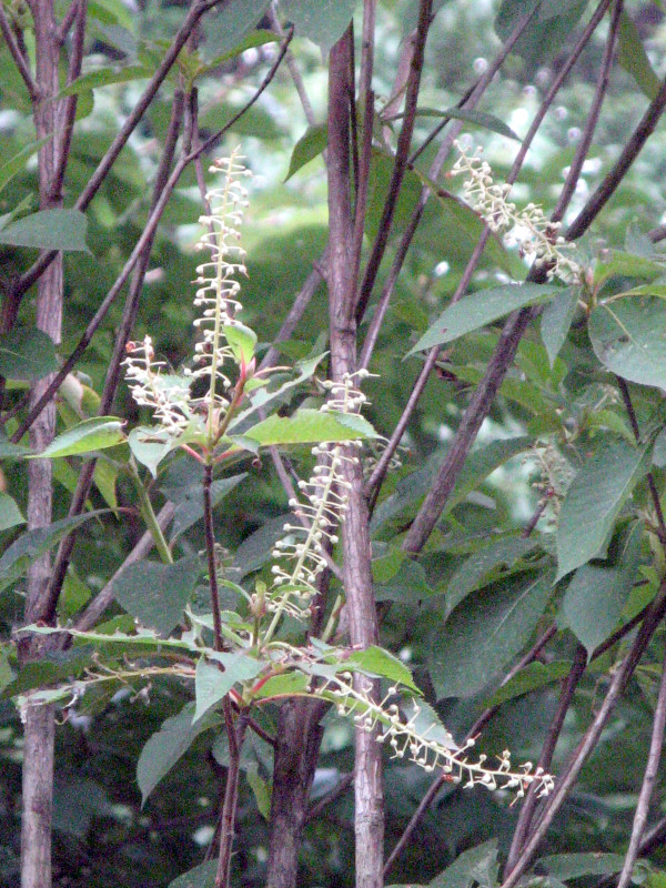 Clethra barbinervis