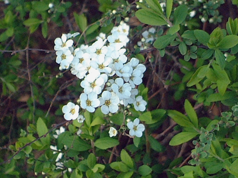 珍珠绣线菊