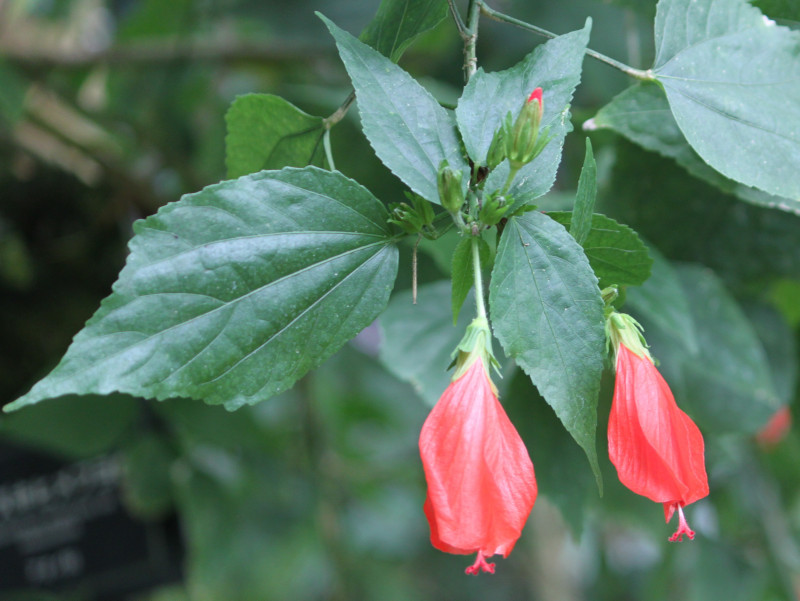 ウナズキヒメフヨウ Malvaviscus Arboreus かぎけん花図鑑